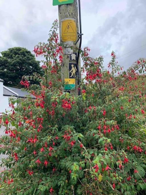 Castlegregory-Seaside 2 Bedroomed Cottage 外观 照片